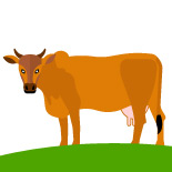 desi-dairy-pure-a2-cow-milk-meerut-cow